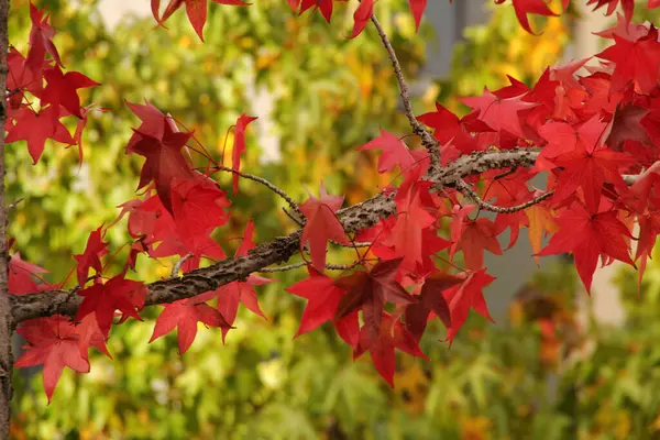 Bladeren Van Een Boom Herfst Kleur — Stockfoto