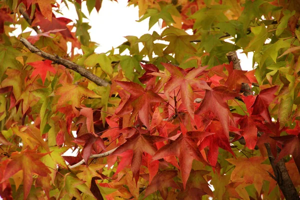 秋色の木の葉 — ストック写真