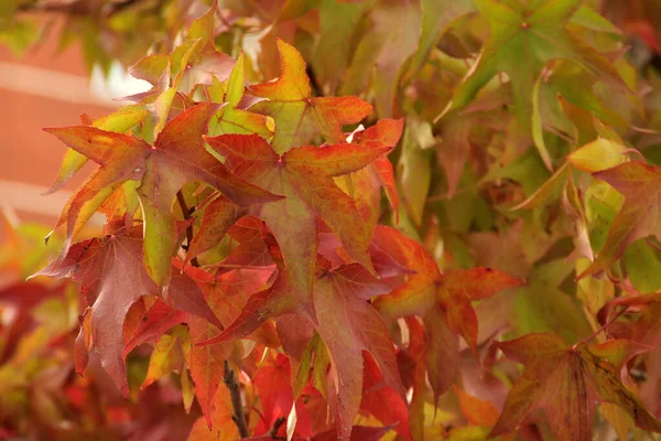 Folhas Uma Árvore Cor Outono — Fotografia de Stock