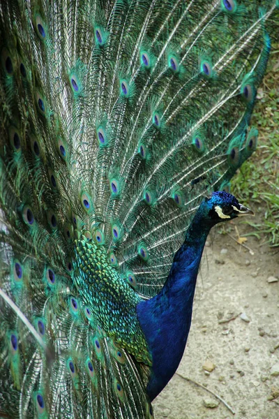 Pfau Park — Stockfoto