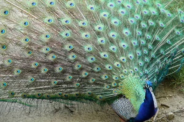 Pfau Park — Stockfoto