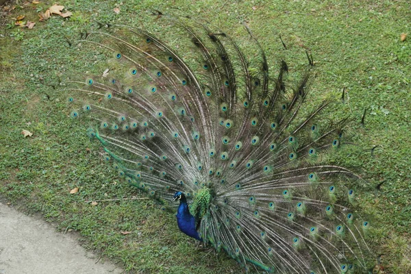 Pfau Park — Stockfoto