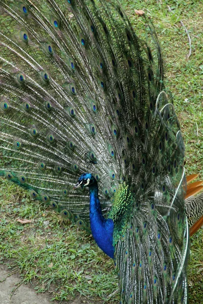 Pfau Park — Stockfoto