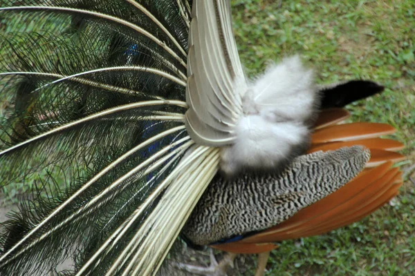 Pavo Real Parque — Foto de Stock