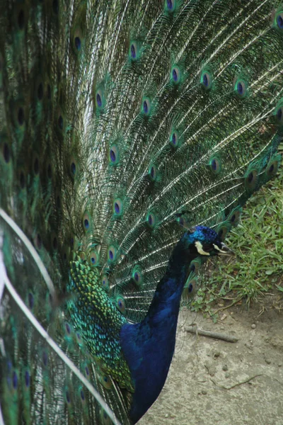 Pavão Parque — Fotografia de Stock