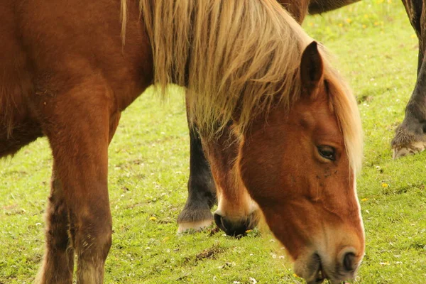 Caballos Pastando Prado — Foto de Stock