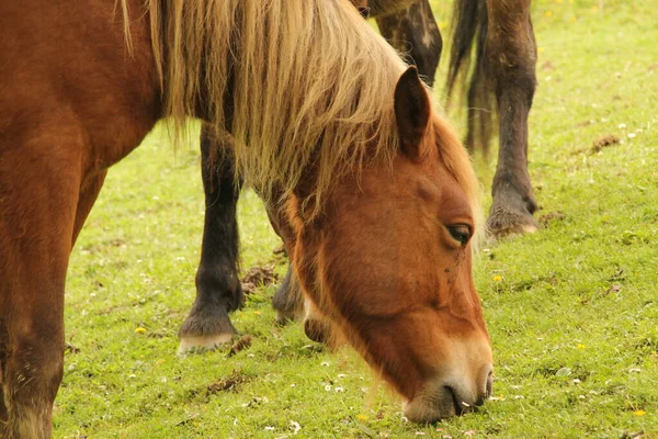 Konie Pasące Się Łące — Zdjęcie stockowe