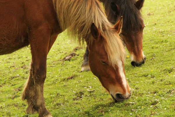 Konie Pasące Się Łące — Zdjęcie stockowe
