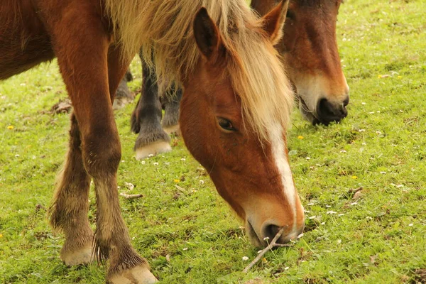 Pâturage Chevaux Dans Une Prairie — Photo