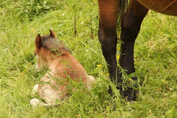 Caballos Pastando Prado — Foto de Stock