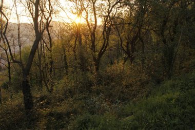 Şehir parkında alacakaranlık