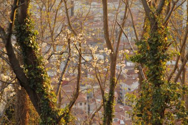 Şehir parkında alacakaranlık