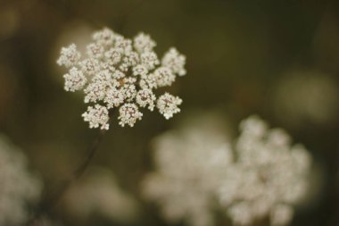 Kırsalda yaz bitkileri