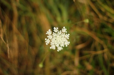 Kırsalda yaz bitkileri