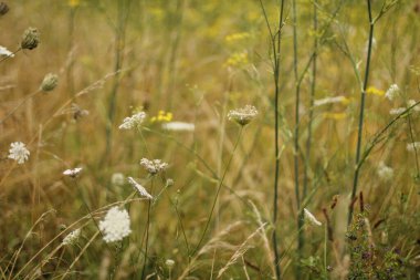 Kırsalda yaz bitkileri