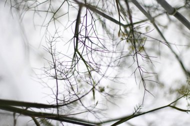 Kırsalda yaz bitkileri