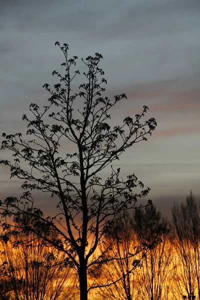 Twilight Een Stedelijk Park — Stockfoto