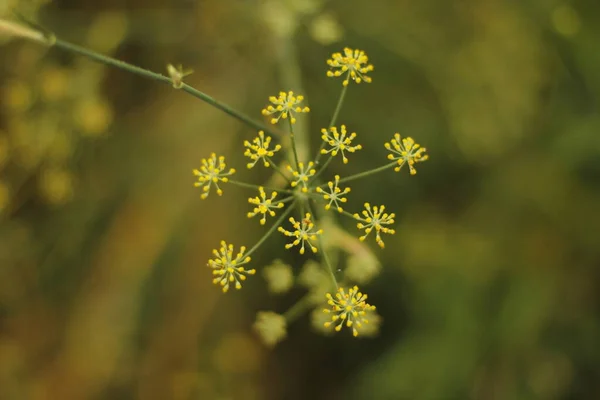 乡村夏季植被 — 图库照片