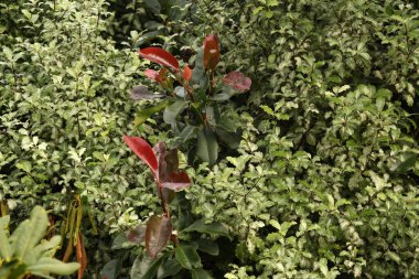 Kentsel bir ortamda sonbahar renkleri