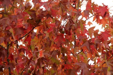 Kentsel bir ortamda sonbahar renkleri