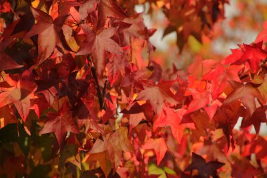 Kentsel bir ortamda sonbahar renkleri