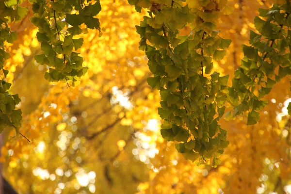 Couleurs Automne Dans Environnement Urbain — Photo