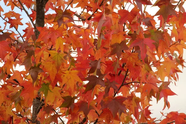 Podzimní Barvy Městském Prostředí — Stock fotografie
