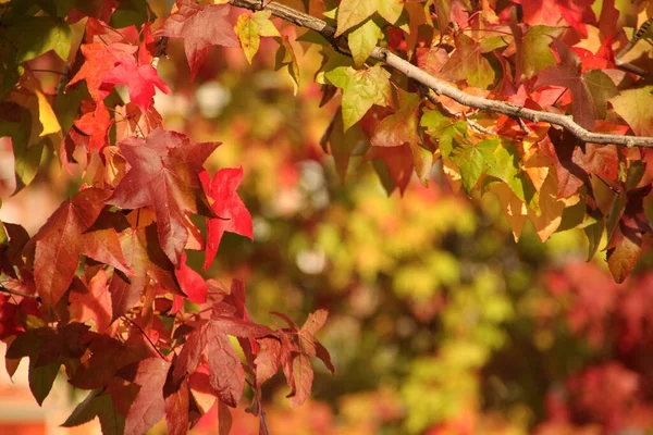 都市部の紅葉 — ストック写真