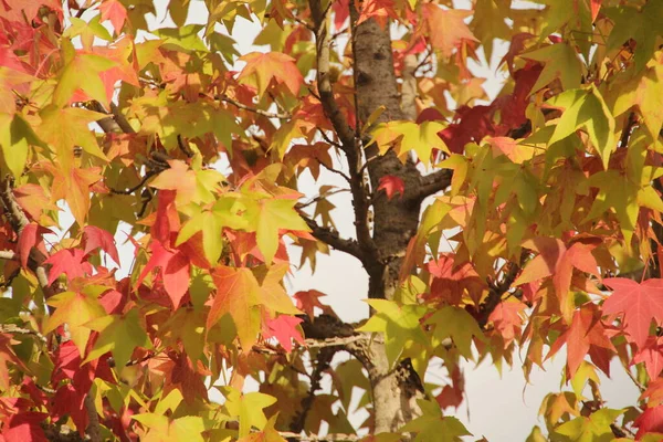 都市部の紅葉 — ストック写真