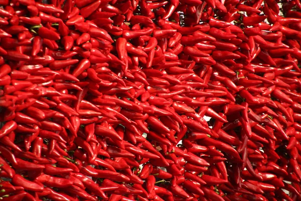 Poivrons Rouges Suspendus Espelette — Photo