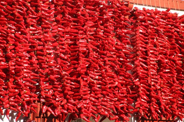 Poivrons Rouges Suspendus Espelette — Photo