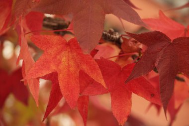 Bir sonbahar gününde kırsal kesimde