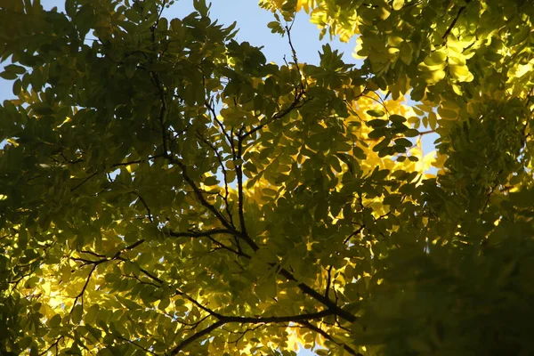 Bir sonbahar gününde kırsal kesimde