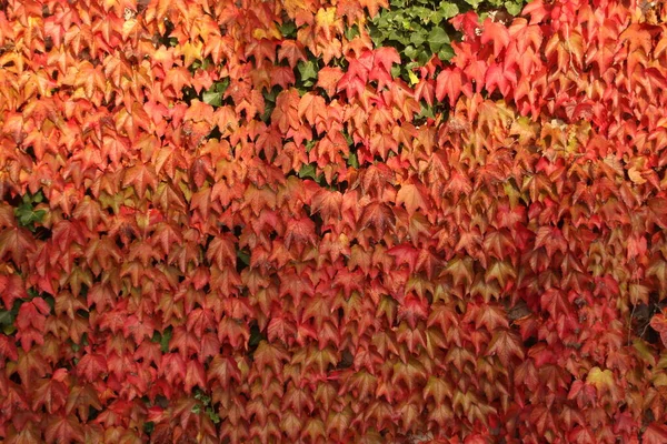 Campagna Una Giornata Autunnale — Foto Stock