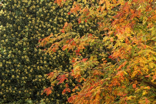 Landschaft Einem Herbsttag — Stockfoto