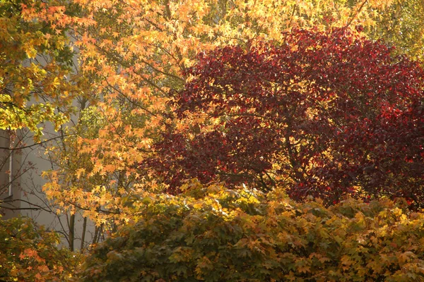 Platteland Een Herfstdag — Stockfoto