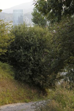 Bilbao parkında bitki örtüsü
