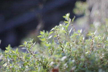 Bilbao parkında bitki örtüsü