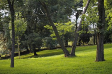 Bilbao parkında bitki örtüsü