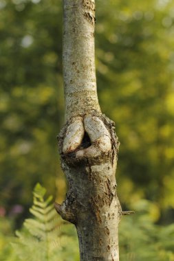 Bilbao parkında bitki örtüsü