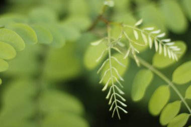 Bilbao parkında bitki örtüsü