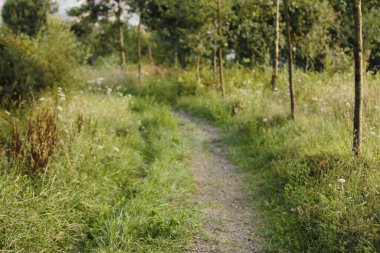 Bilbao parkında bitki örtüsü