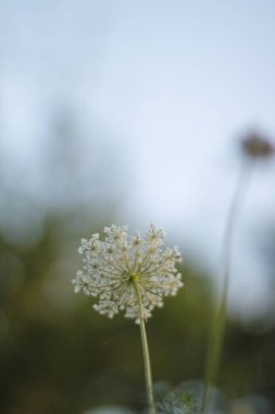 Bilbao parkında bitki örtüsü