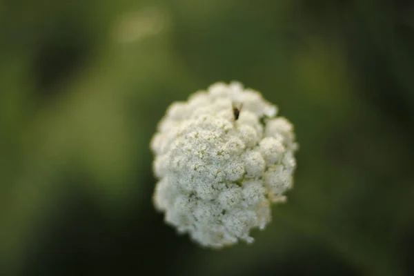 Vegetação Parque Bilbau — Fotografia de Stock