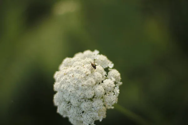 Vegetação Parque Bilbau — Fotografia de Stock