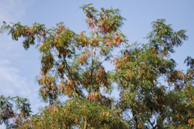 Kırsalda yaz bitkileri