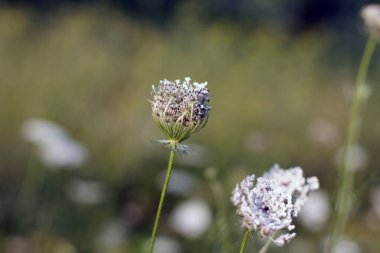 Kırsalda yaz bitkileri