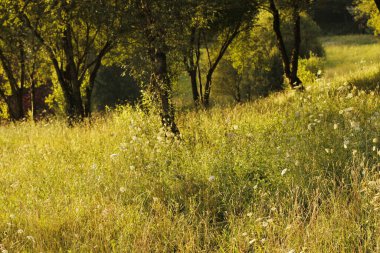 Kırsalda yaz bitkileri