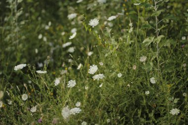 Kırsalda yaz bitkileri