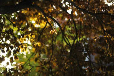 Kırsalda yaz bitkileri